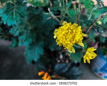 Berau, Kalimantan Timur, Indonesia 18 November 2020: Yellow Flower In The Hospital