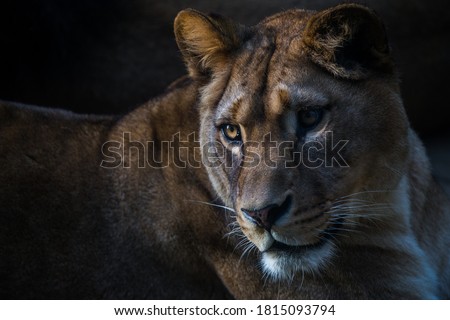 Berber lioness portrait in nature park