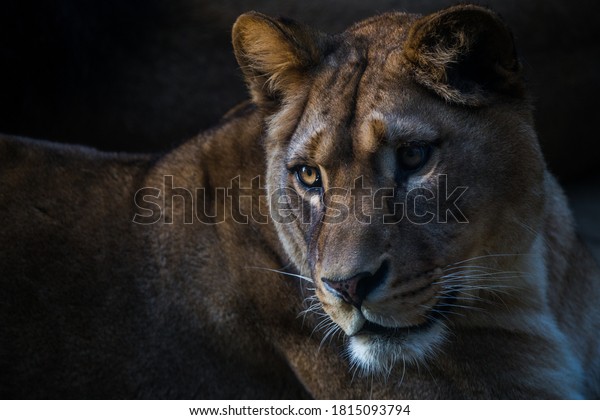 Berber lioness portrait in nature park