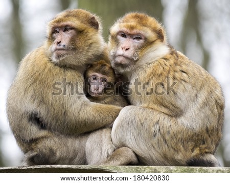 Berber monkeys with baby 