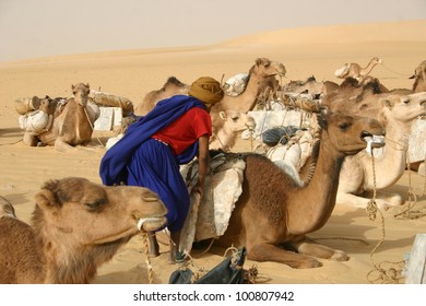 A Berber Nomad Of The Tuareg Tribe Unloads Salt From His Camel During A Rest Stop For Their Caravan In Mali Africa.