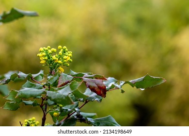 Berberine or Chinese Barberry (Berberis sp.), shrub with small yellow flowers, covered with raindrops