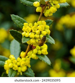 (Berberis julianae) barbacoa de invierno. Racemes umbelados de pequeñas flores de color amarillo-oro sobre pedicelos largos, vistos en detalle, su polen atrayendo a las abejas a principios de primavera
