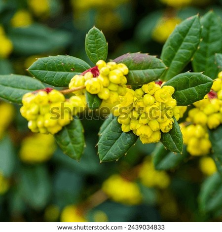 (Berberis julianae) A wintergreen or chinese barberry shrub as with yellow inflorescences in clusters along spiny thin twigs bearing an obovate foliage with pungent margins