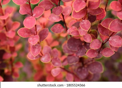 berberis thunbergii close-up. Berberis thunbergii Admiration close up in summer. Garden, gardener.background red leaves macro autumn. red leaves fall. red leaves of barberry