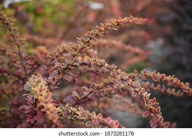 Berberis thunbergii Coronita crece