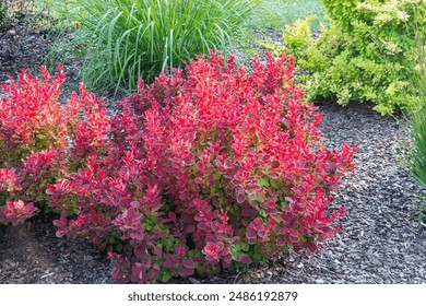 Berberis thunbergii, known as Japanese barberry, Thunberg's or red barberry.  