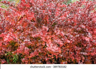 Berberis thunbergii (Latin Berberis