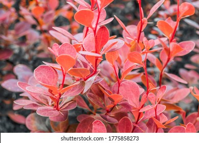 Berberis thunbergii  Latin