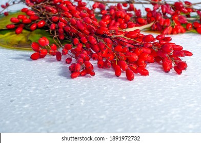 Berberis vulgaris, a barberry, is a bush that has tart red berries on it. Its berries have been used in traditional medicine for centuries to treat digestive problems, infections, and skin conditions.
