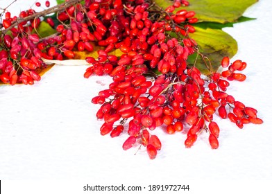 Berberis vulgaris, a barberry, is a bush that has tart red berries on it. Its berries have been used in traditional medicine for centuries to treat digestive problems, infections, and skin conditions.