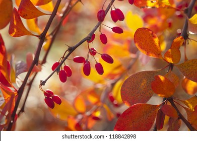 Berberis Vulgaris Fruits At Fall