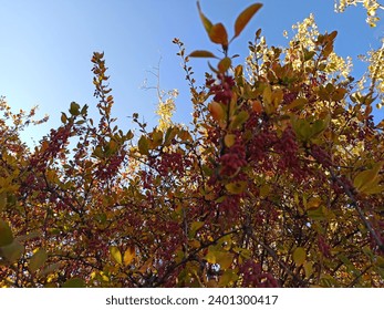 Planta Berberis vulgaris 