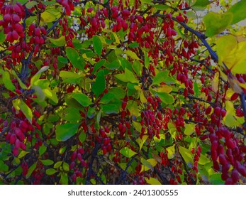 Planta Berberis vulgaris 