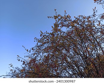 Planta Berberis vulgaris 