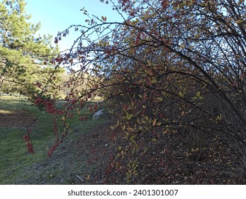 Planta Berberis vulgaris 