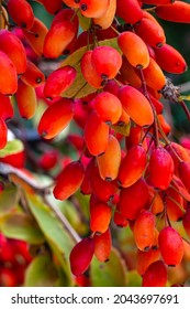 Berberis vulgaris o Berberis