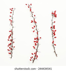 Berberis Vulgaris Twigs,  Tree Branches Of Red Berberis  With Ripe Fruits On White 