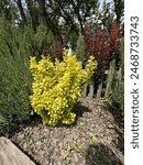 Berberis with yellow leaves. Berberis thunbergii aurea nana plant also known as Golden Nugget is a thorny shrub with lime-like yellow foliage. Japanese barberry (Berberis thunbergii 