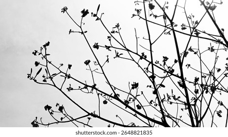 bere barnch background white cloud Sky 