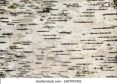 Beresta. The top layer of bark, torn from a birch. Symbol of Russia. Birch bark texture. Russian nature.