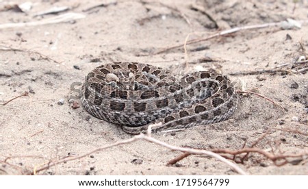 Berg Adder (Bitis atropos) Eastern Cape