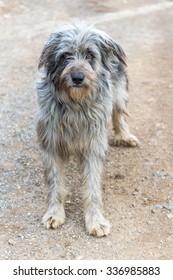 Bergamasco Sheepdog