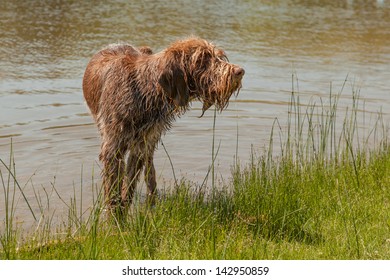 Bergamasco Shepherd Dog In The Water