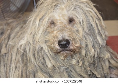 Bergamasco Ship Dog