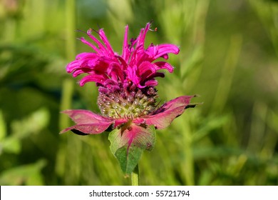 Bergamot Flower