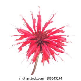 Bergamot Flower On A White Background