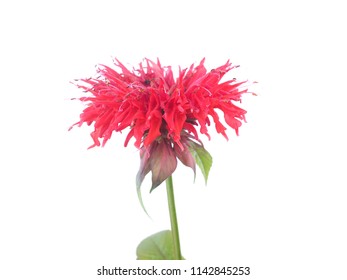 Bergamot Flower On White Background