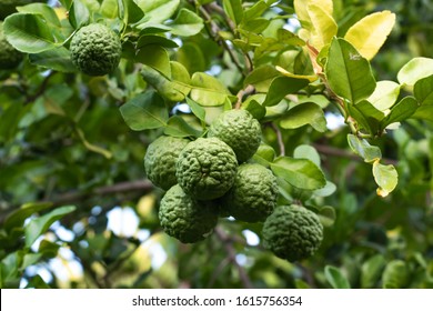 Bergamot Fruit On Tree Nature.