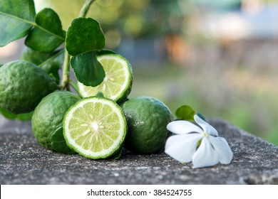 Bergamot And  Green Leafs With White Flower 