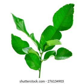 Bergamot Leaves On White Background