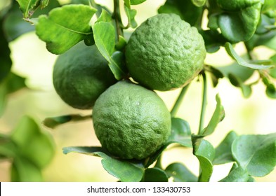 Bergamot On Tree