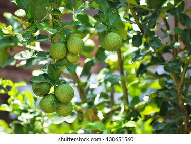 Bergamot On Tree