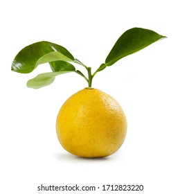 Bergamot Orange – "Femminello" Cultivar – Isolated on White Background