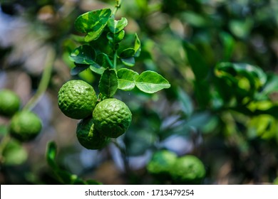 Bergamot Thai fruits are fragrant and sour. Can be used as an herb Use leaves and fruits in cooking Thai food
