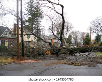 Bergen County, NJ USA - March 15, 2010: A Tree Lays In The Middle Of A Street In The Aftermath Of A Hurricane