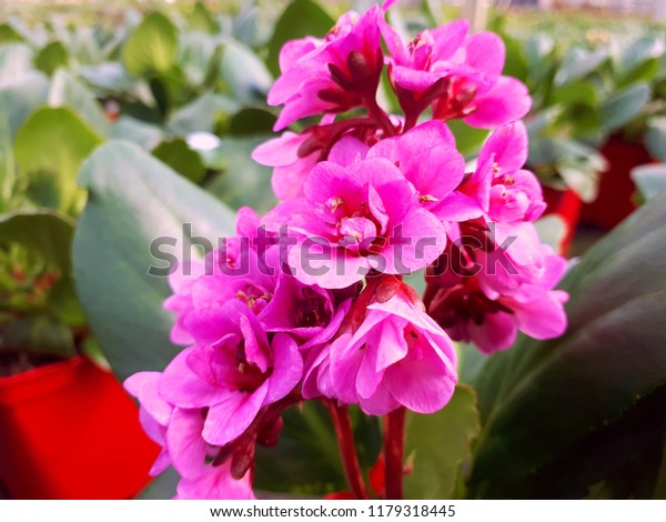 Bergenia Dragonfly Spring Fling Flowering Perennial Stock Photo Edit Now 1179318445