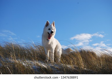 Berger Blanc Suisse