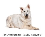 Berger Blanc Suisse lying down, isolated on white
