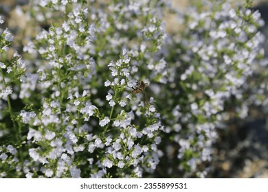 Kleinblütige Bergminze, Steinquendel
Calamintha nepeta, calamint, 
white blossom, mountain mint, light blue, fragrant; sunny