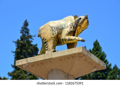 Berkeley, California / USA - July 17, 2012: Golden Bear Statue On University Of California At Berkeley Campus, Symbol Of UC Berkeley And Its Athletic Teams, The California Golden Bears.