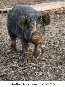 Berkshire Breeder Pig