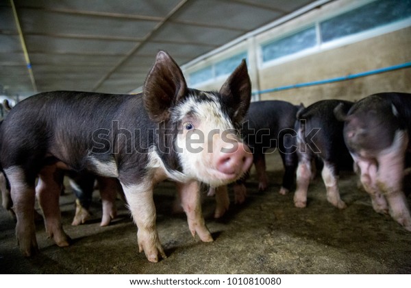 Berkshire Pig Kurobuta Pig Farming Raising Stock Photo Edit Now 1010810080