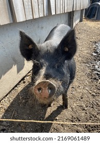 Berkshire Pig On A Hot Day