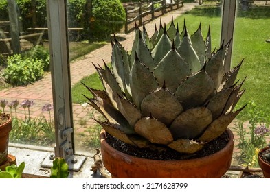 Berkshires, MA, USA - May 2022: potted succulents at the Berkshire Botanical Garden