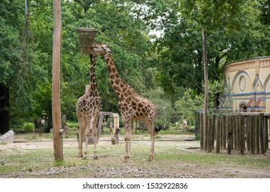 Berlin Zoo Gorilla HD Stock Images  Shutterstock